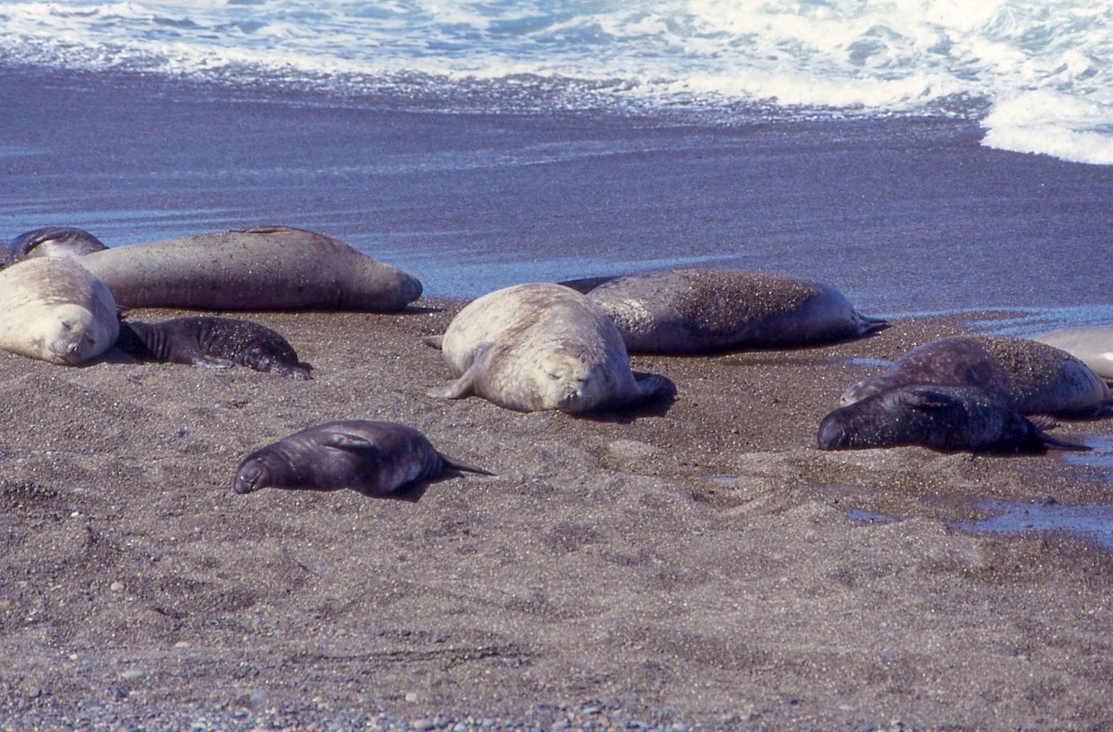 Valdés Peninsula 10